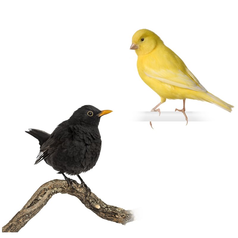 Oiseau