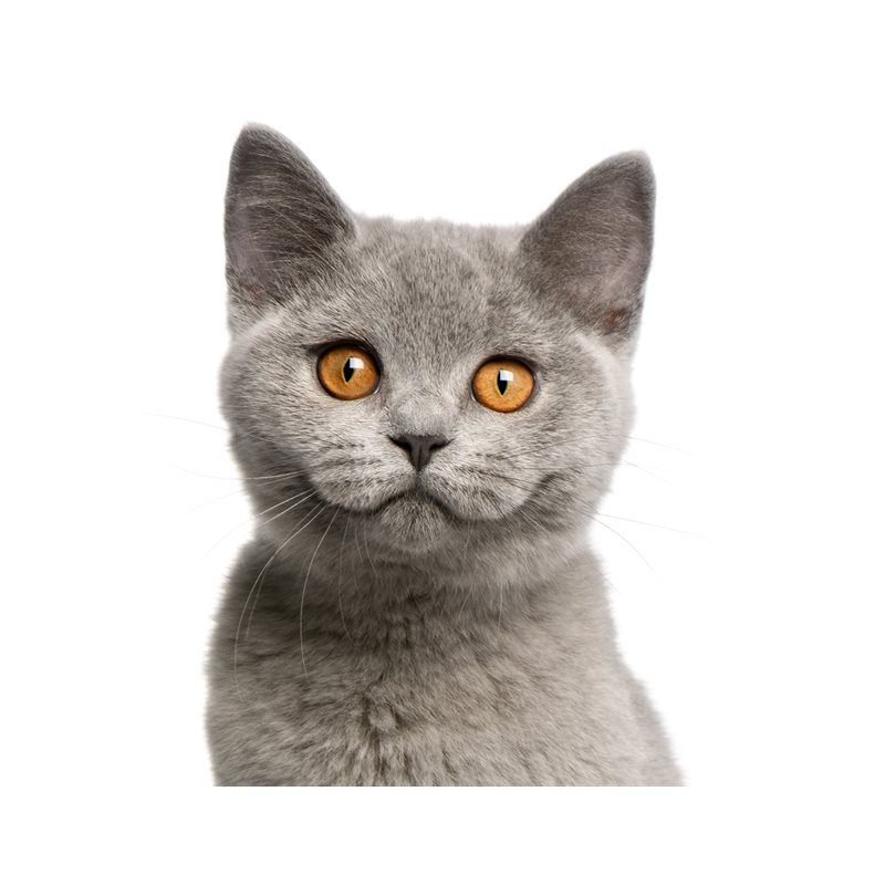 Chat
