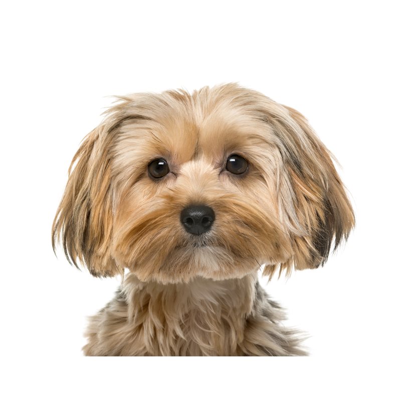 Chien