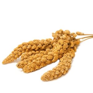 MILLET EN BRANCHE