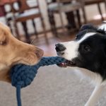 SHEDROW K9 JOUET CORDE ET BOUTEILLE GEAI BLEU