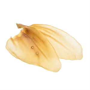 OREILLE VACHE 50 / CS