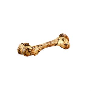 FEMUR DINO BOEUF 5 / CS